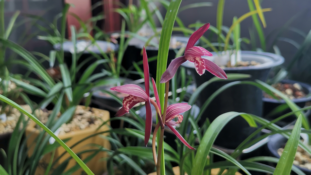 建兰墨宝真品鉴别（建兰墨宝真品鉴别）