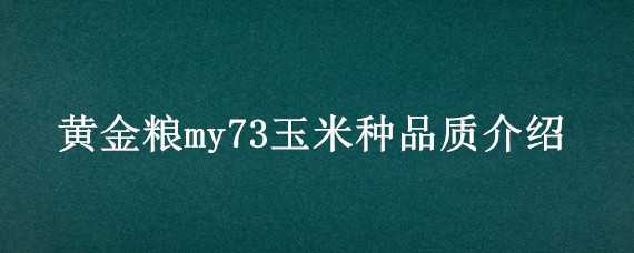 黄金粮my73玉米种品质介绍（黄金粮my73玉米种生育期多少天）