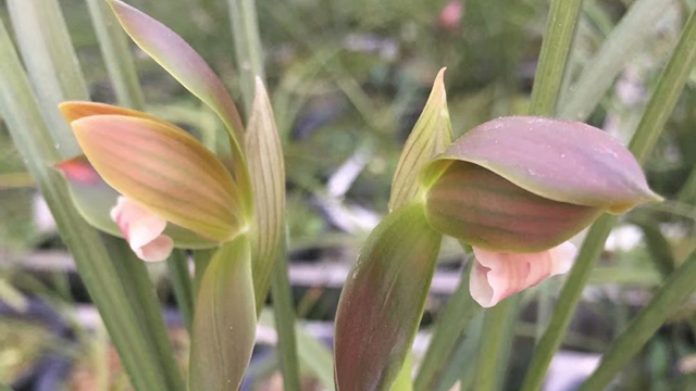 兰花夏天开花吗（兰花夏天开花吗?）