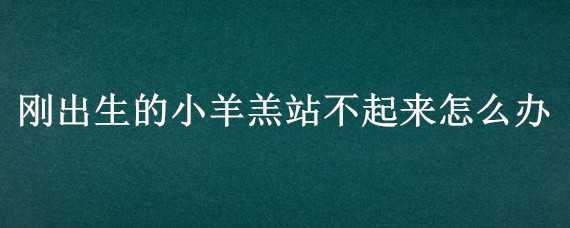 刚出生的小羊羔站不起来怎么办 刚出生的小羊羔站不起来怎么办呢