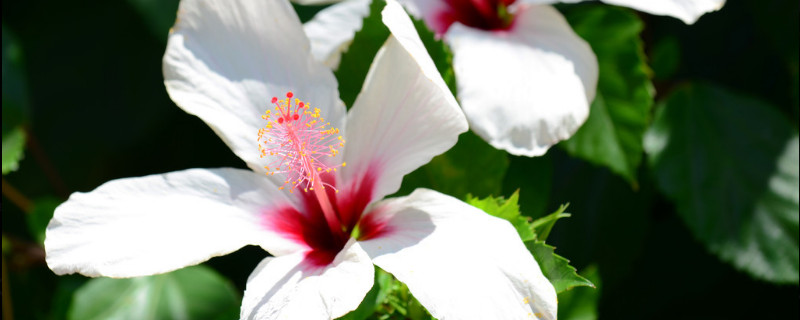 为什么芙蓉花并开两个色 芙蓉花为何有两色