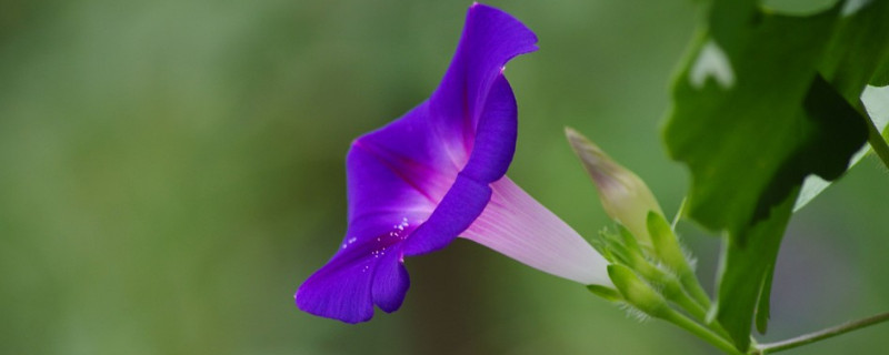 牵牛花藤可以吃吗（牵牛花藤的药用价值）