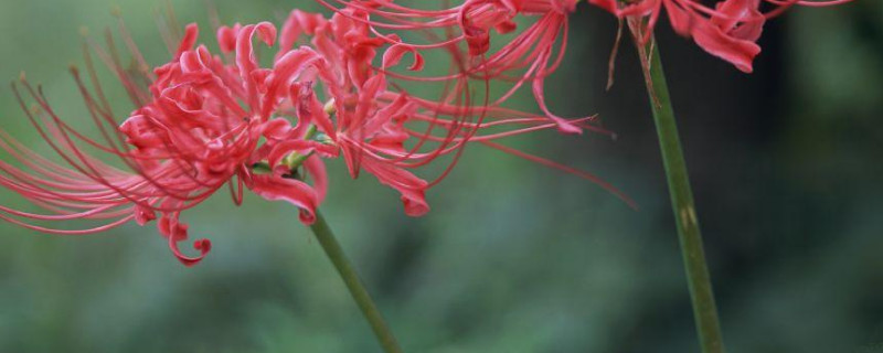 彼岸花什么时候可以移盆（彼岸花开完花要不要移栽）