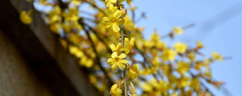 迎春花小苗什么时候移栽好（迎春花什么时间移栽好）