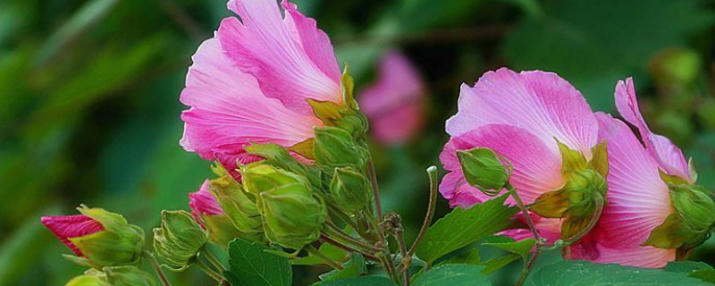 芙蓉花用往花骨朵上浇水吗（芙蓉花开花时怎样浇水）