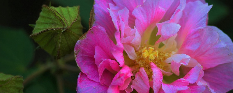 芙蓉花换土根部需要剪吗 芙蓉花后怎么修剪