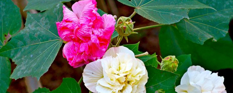 芙蓉花的叶子不好可以剪掉吗 芙蓉花开过的花用剪掉吗