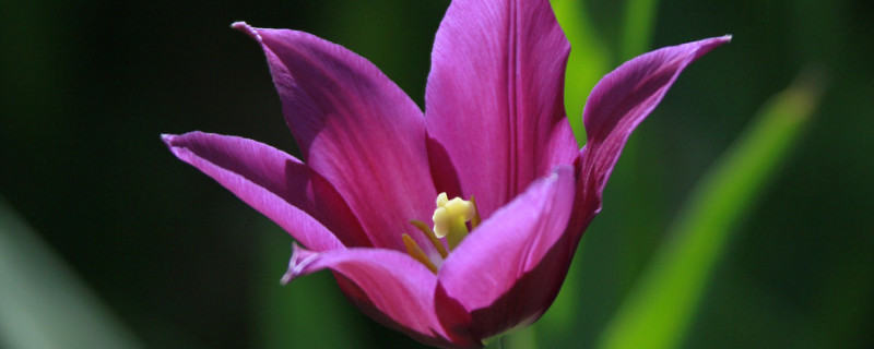 郁金香为什么见光开花（郁金香光照开花）