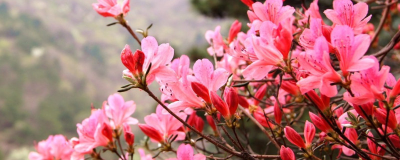 杜鹃花几月换盆合适（杜鹃花几月份换盆合适）