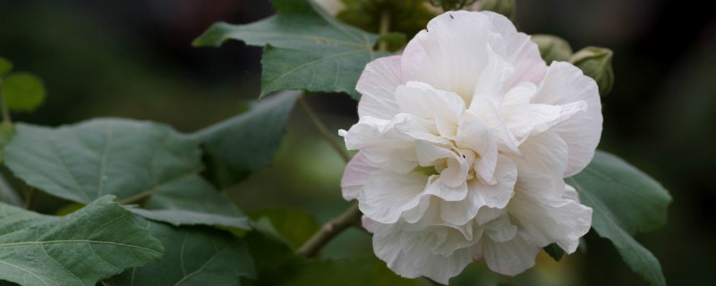 芙蓉花怎么养家庭养法 芙蓉花怎么养?芙蓉花的养殖方法?