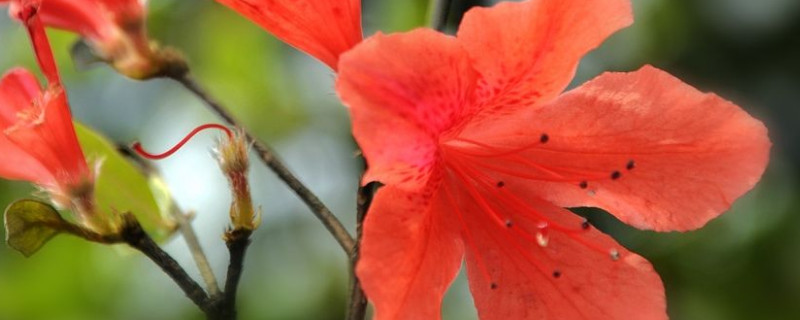 杜鹃花蕾期能喷水吗（杜鹃花花期喷什么水）