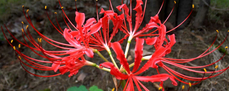 彼岸花不同颜色的花语（各色彼岸花的真正花语）