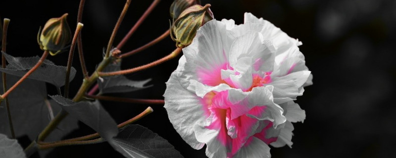 芙蓉花有什么特点（芙蓉花有哪些特点）