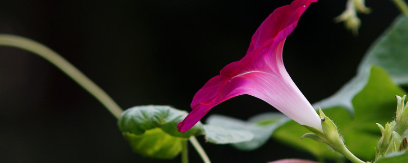 牵牛花可以直接种在花盆里吗（牵牛花可以种在家里吗）