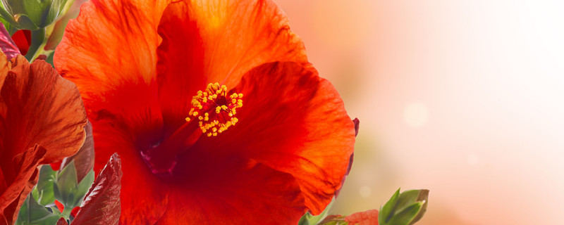 芙蓉花种子什么时候收集 芙蓉花种子什么时候种