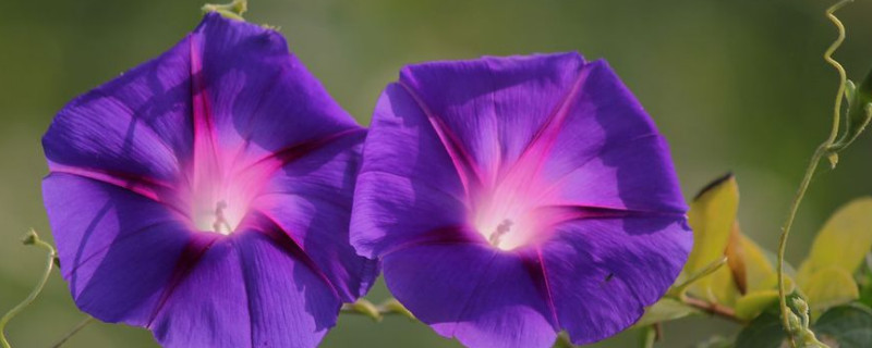 牵牛花怎么移盆（如何移栽牵牛花）