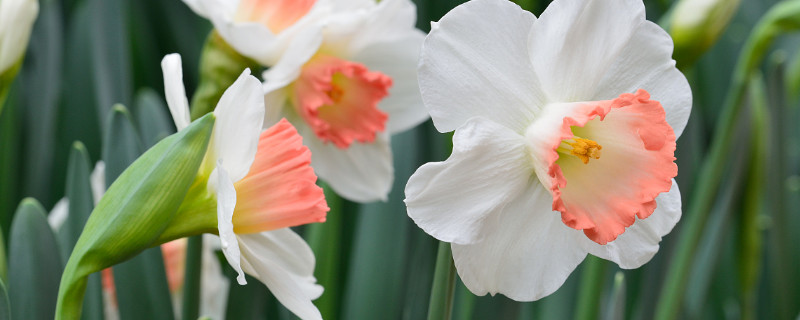 水仙花有毒吗能放卧室吗（水仙花摆在家里有毒吗）