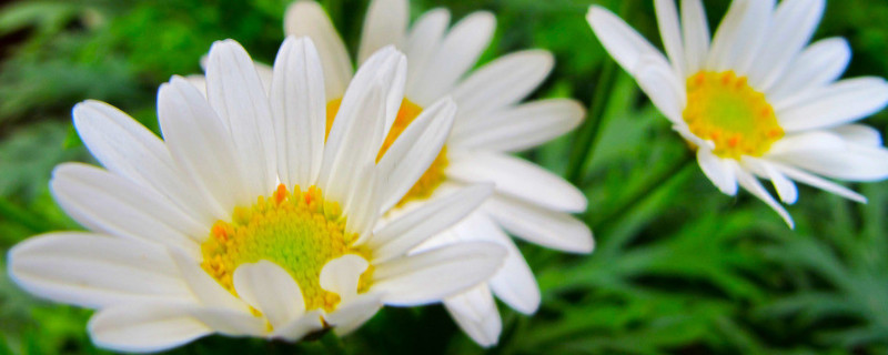 菊花秋天可以换盆吗（菊花几月份换盆）