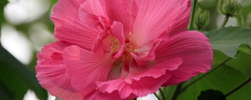 芙蓉花种子能种出花吗（芙蓉花的种子能发芽吗怎么种）