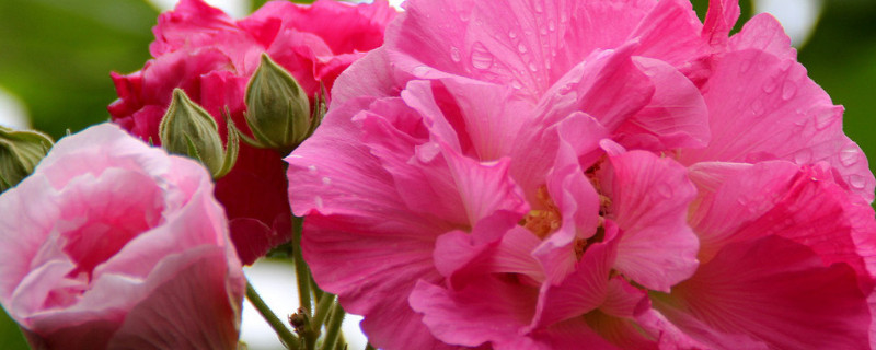 芙蓉花没开时有叶子吗（芙蓉花只长叶子不开花）