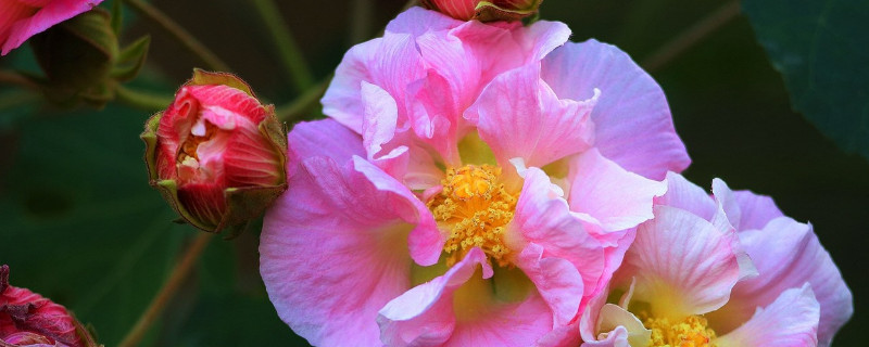 芙蓉花和扶桑花的区别