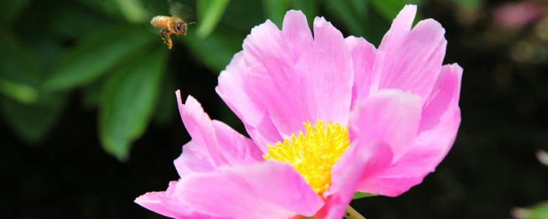 芙蓉花种子的播种方法 芙蓉花的种子繁殖方法