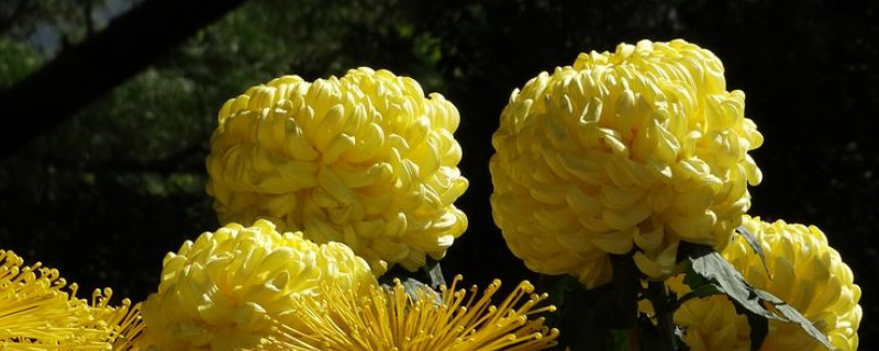 菊花是多年生植物吗（菊花是长年生植物吗）