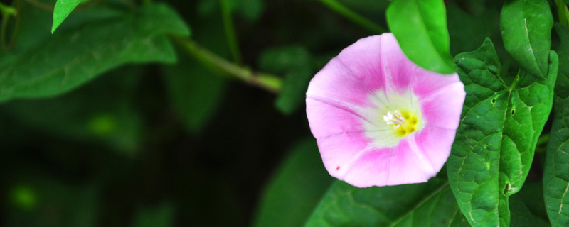 牵牛花的种子什么时候种 牵牛花在什么时候播种