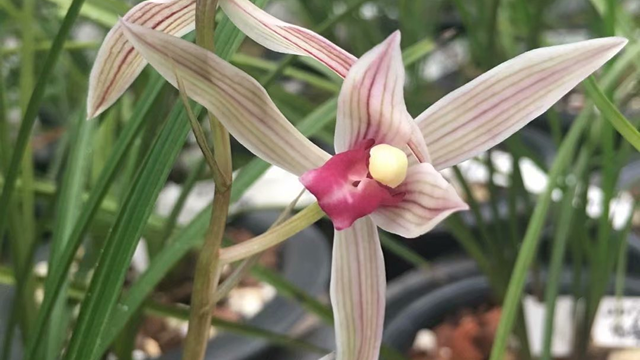 兰花从底部发黄怎么办（兰花中间发黄是怎么办）