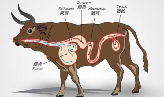 牛的四个胃分别叫什么名字 牛有四个胃都叫什么名字