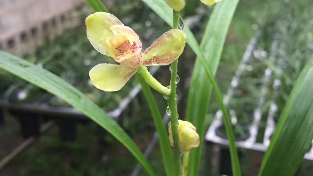 兰花水苔简易种植方法（水苔栽兰花好吗）