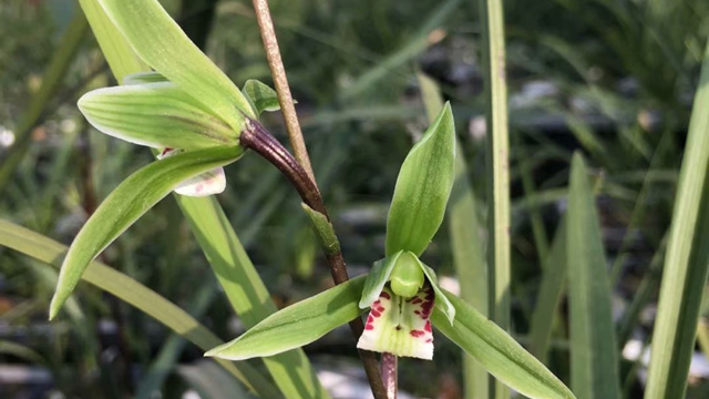 兰花没根了怎么发根（兰花根全没了怎样快速生根）