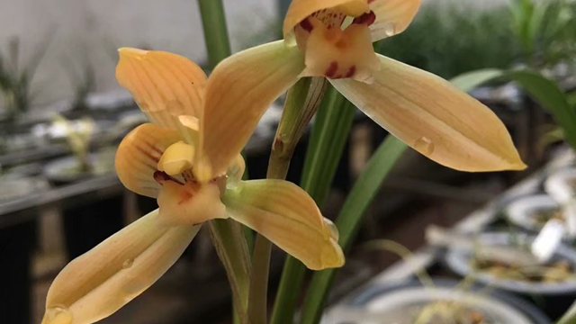 香的兰花有哪些品种 香的兰花有哪些品种名字