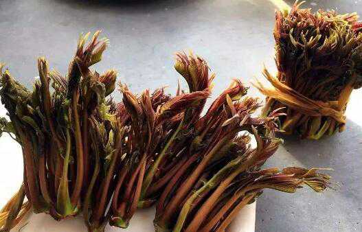 吃香椿有什么好处和坏处（吃香椿有什么好处和坏处香）