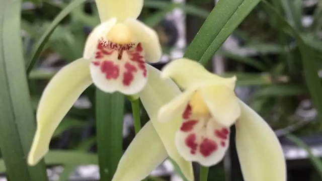 纯木碳种植兰花可以吗（如何用木炭种植兰花）