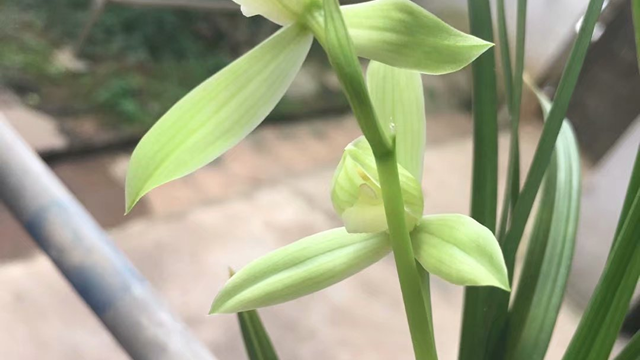 兰草怎样鉴别名贵（兰草怎样鉴别名贵药材）