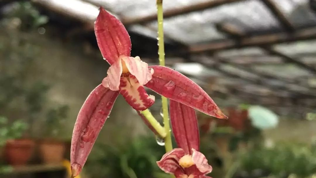 醉美人兰花特点（醉美人兰花是什么品种）