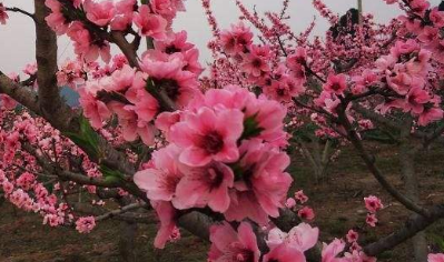 桃花油的作用与功效 桃花油的作用与功效图片