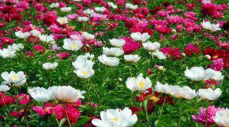 农村种植养殖推荐种养 农村种植养殖什么好