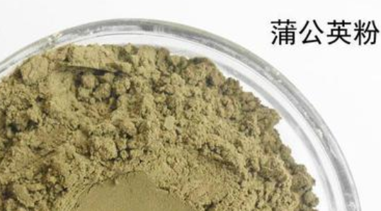 蒲公英根磨粉的功效与作用 蒲公英根粉末有什么功效