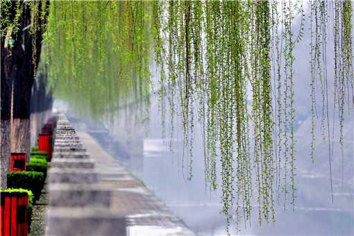 柳树什么时候开花 杨树柳树什么时候开花