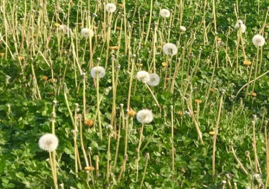 蒲公英如何种植，蒲公英种植方法和时间