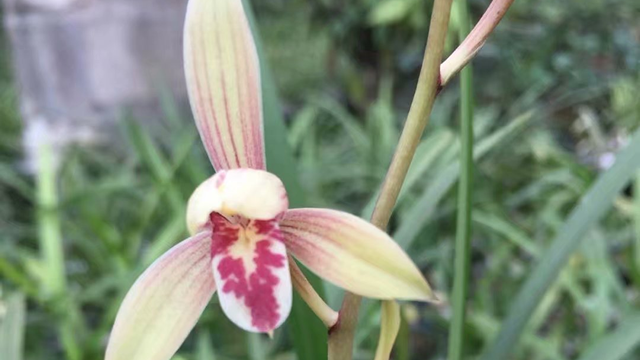 盆栽兰花的种植方法（盆栽兰花的种植方法以及注意事项）