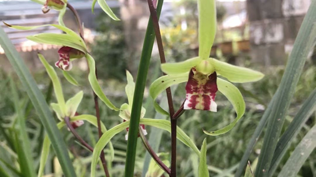 兰花开花期间的养护 兰花开花时的养护