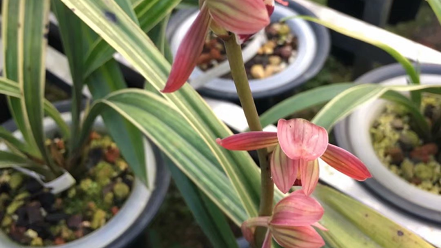 兰花怎么养才能开 兰花怎么养才能开花几月份开花