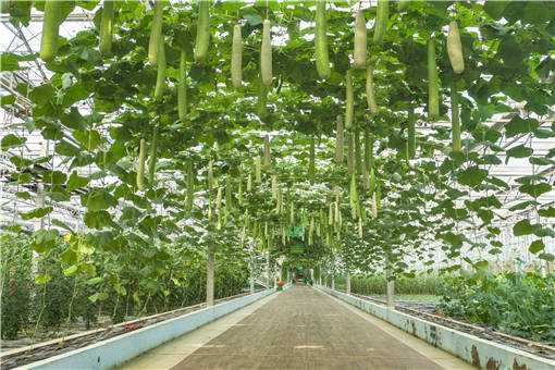 夏季大棚蔬菜高产技术有哪些（夏季适合大棚种植的蔬菜）