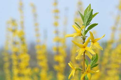 小连翘的花语是什么 小连翘的花语是什么