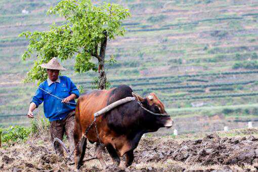 2020年种植双季稻有农村直补吗 2020年水稻直补多少钱一亩