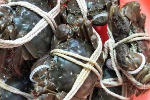 阳澄湖螃蟹大量滞销是怎么回事（阳澄湖大闸蟹滞销）