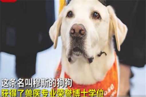 8岁治疗犬获博士学位！具体是怎么回事？附详细原因！